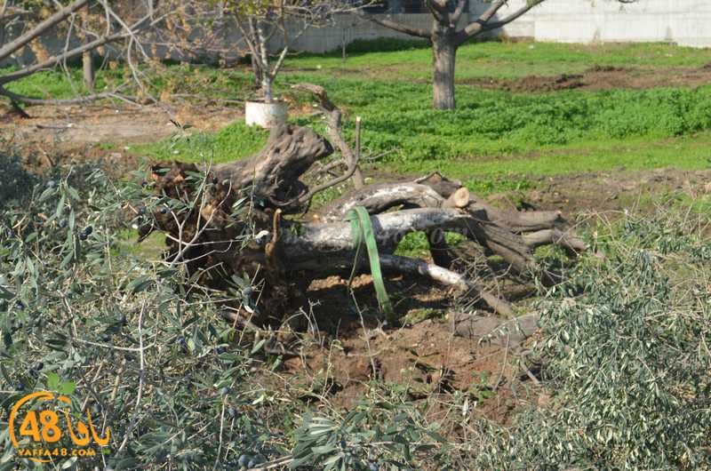 hadm ramla zatoen (7).JPG